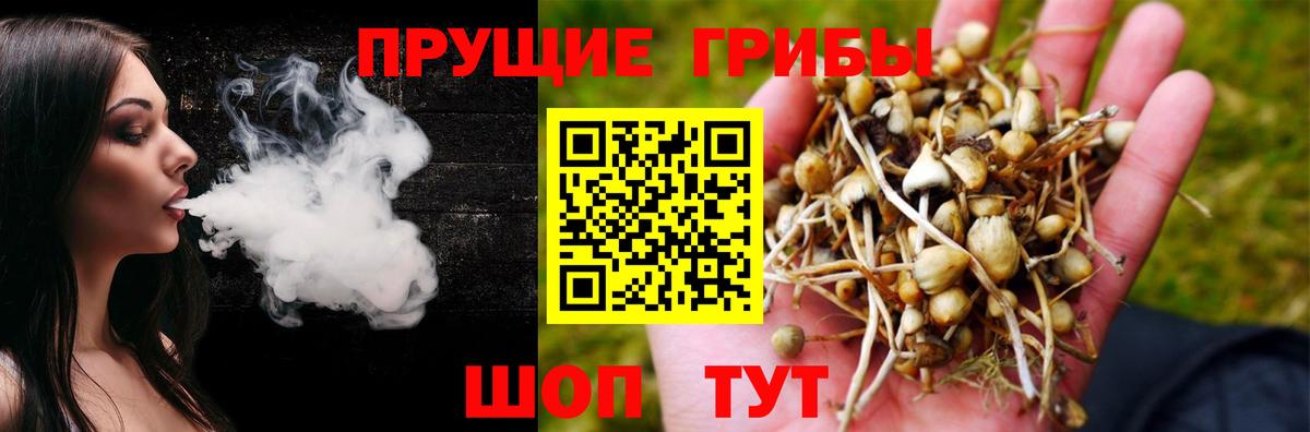 Тихорецк  где купить   Вход с VPN  Псилоцибиновые грибы Cubensis 